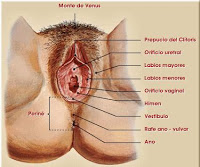 Gráfico de la anatomía genital femenina externa.