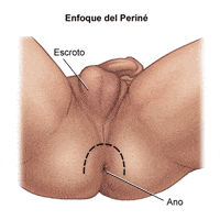Dibujo del ano y los testículos de un hombre indicando la zona del perineo entre ambos.
