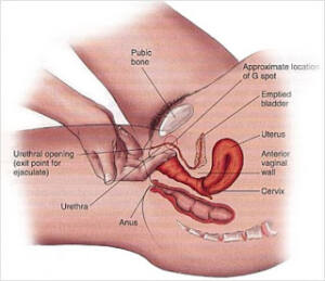 Sección del cuerpo femenino representando los órganos femeninos y cómo estimular el Punto G.