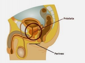 Diagrama de sección vertical de un hombre indicando la posición de la próstata.
