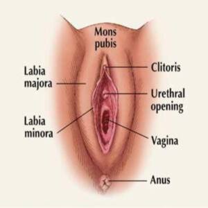 Dibujo de los órganos externos femeninos en el que se señala: el clítoris, los labios mayores y menores, uretra, vagina y ano