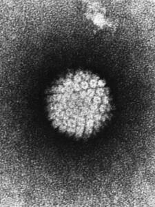 Micrografía electrónica de un virus del papiloma humano.