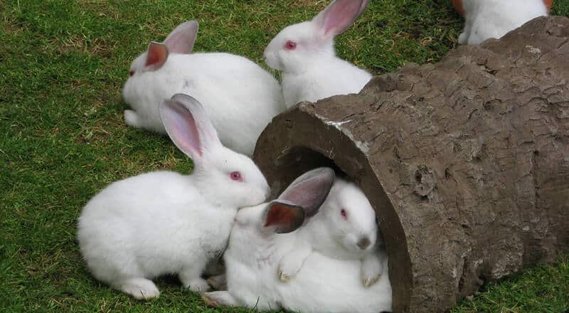 conejos blancos